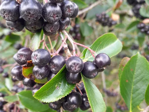 Reife Aroniabeeren am Strauch