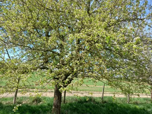 Blühender Obstbaum auf der Streuobstwiese