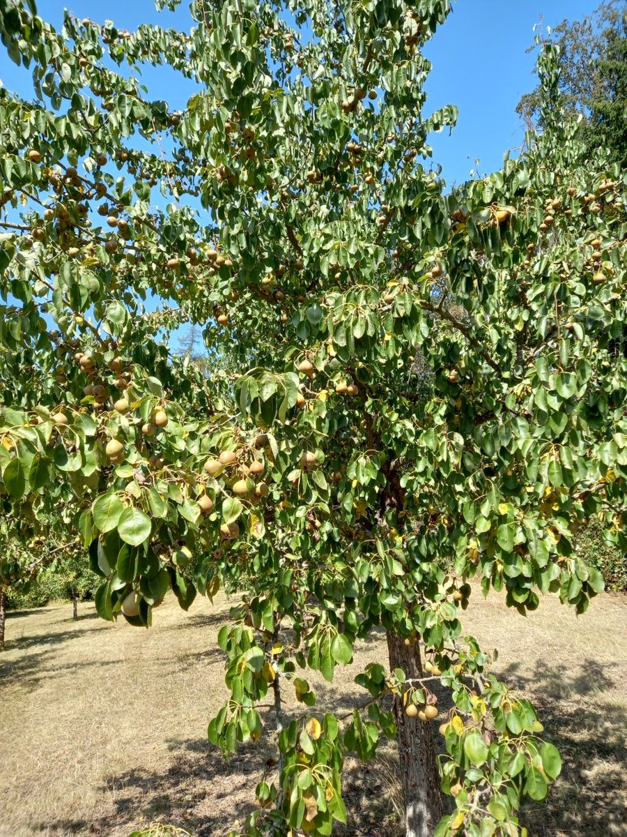 Birnbaum voller reifer Birnen