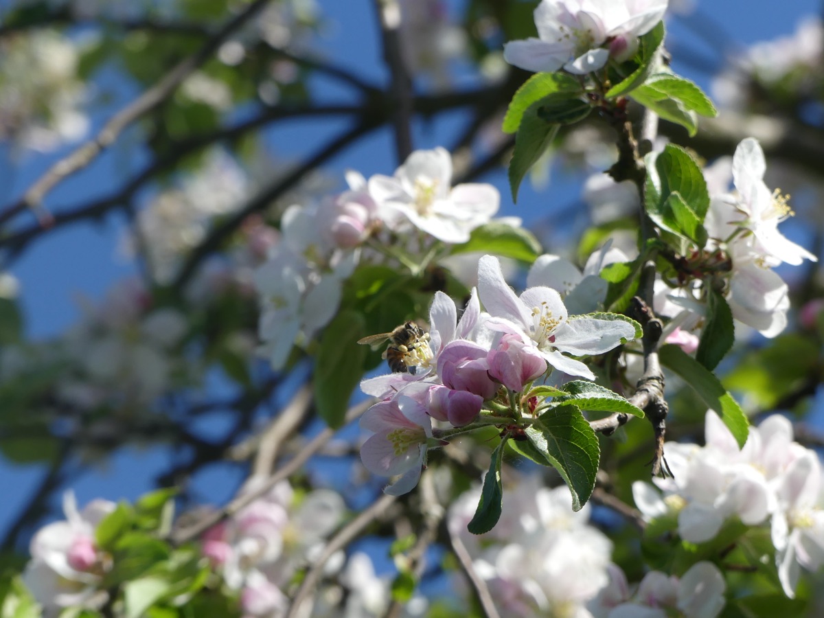 Apfelblüte in Nahaufnahme mit Biene