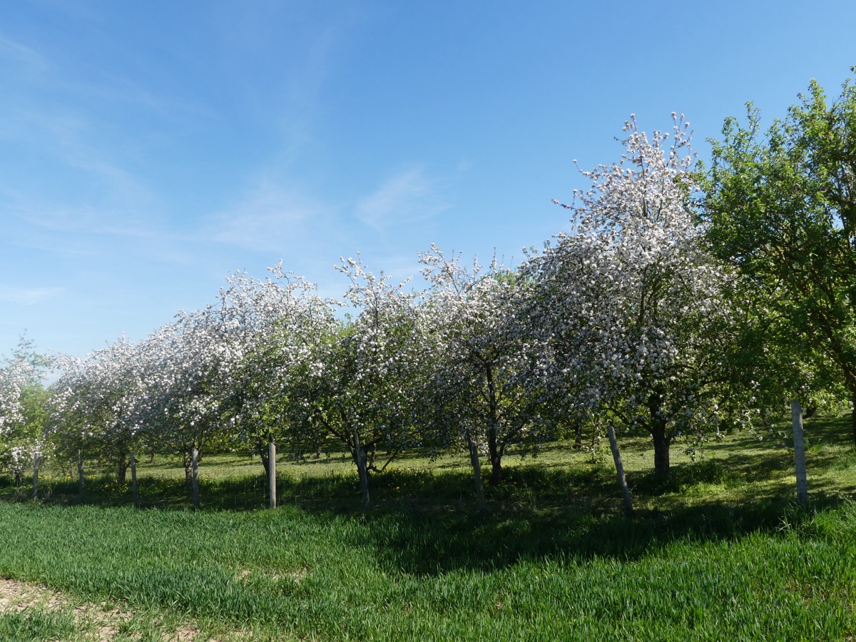 Apfelbäume in voller Blüte in einer Reihe