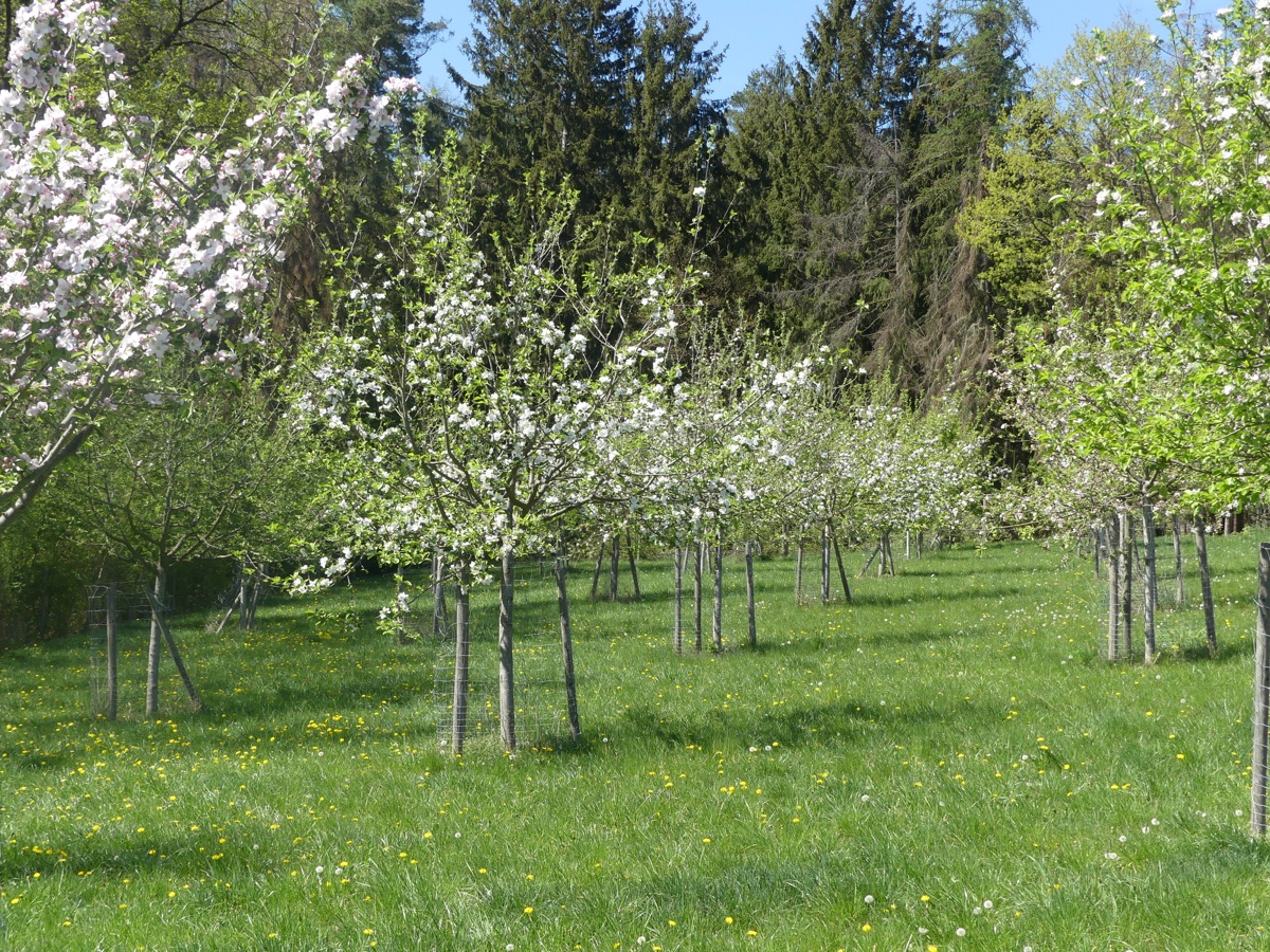 Streuobstwiese in voller Blüte über dem Löwenzahn
