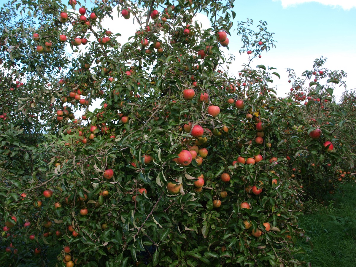Apfelbaum voller roter Äpfel zur Ernte