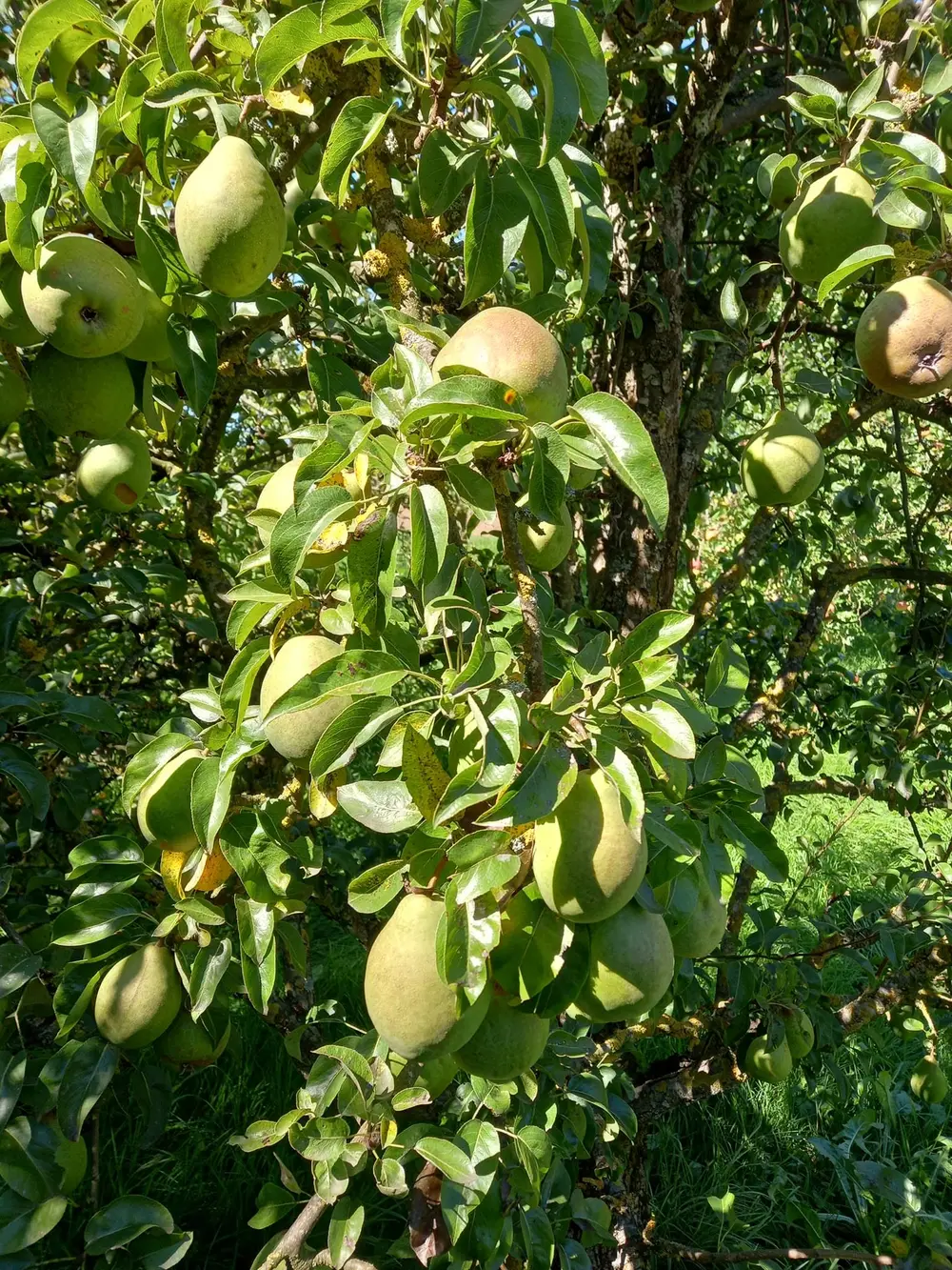 Reife Birnen an einem Baum der eigenen Streuobstwiese