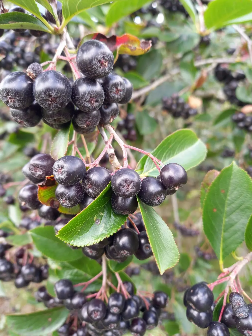 Reife Aroniabeeren am Strauch