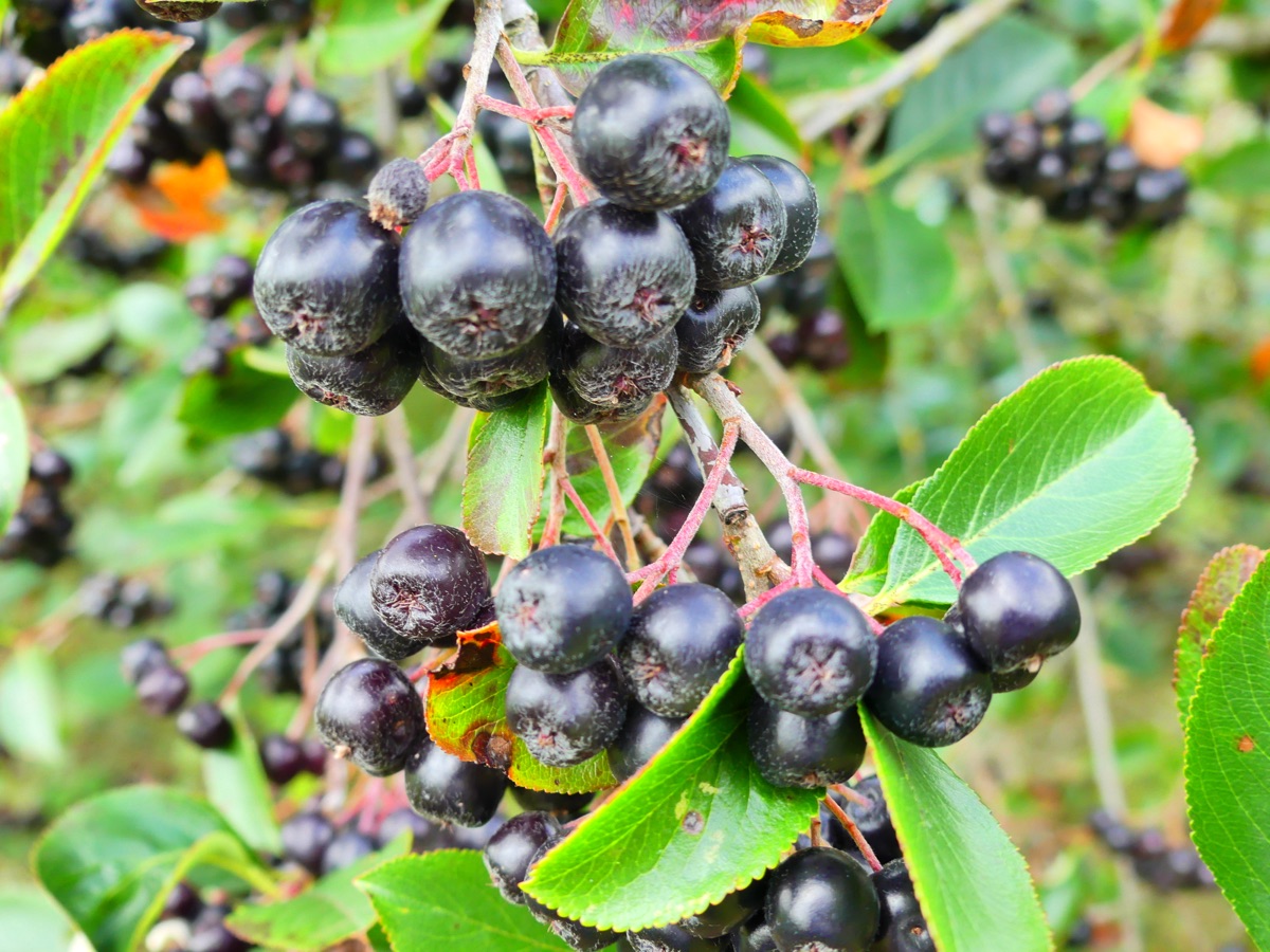 Reife Aroniabeeren am Strauch