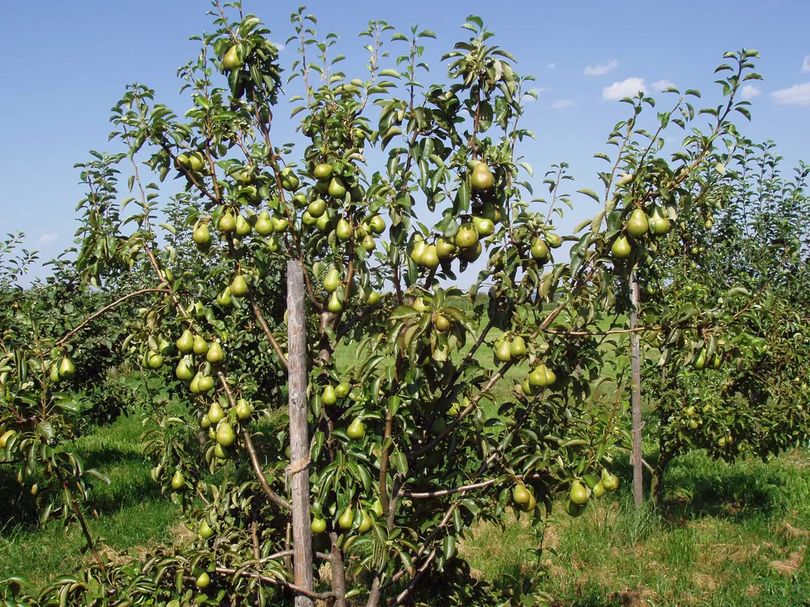 Voll behangene Birnbäume auf einer Streuobstwiese der Familie Schulz